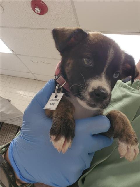 TOSTADA - Siberian Husky / Boxer available for adoption