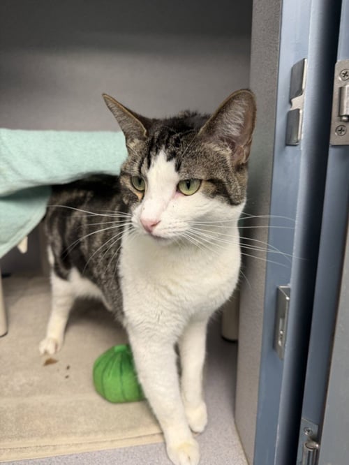 UNICORN - Domestic Short Hair available for adoption
