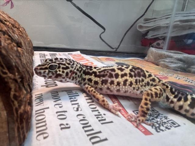 RANGO - Gecko available for adoption