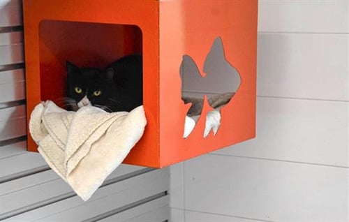 ECLIPSE - Domestic Short Hair available for adoption
