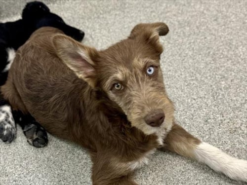 CHICA - Poodle (Standard) available for adoption