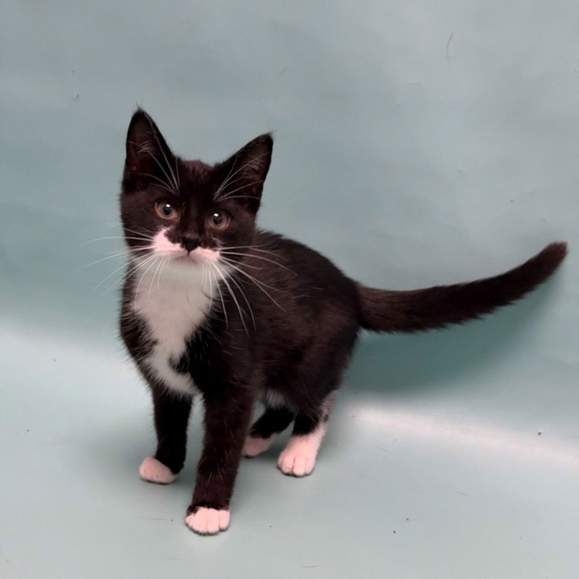 BEANS - Domestic Short Hair available for adoption