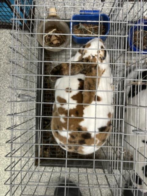 DART - Rex available for adoption