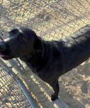 PRETTY GIRL - Labrador Retriever available for adoption