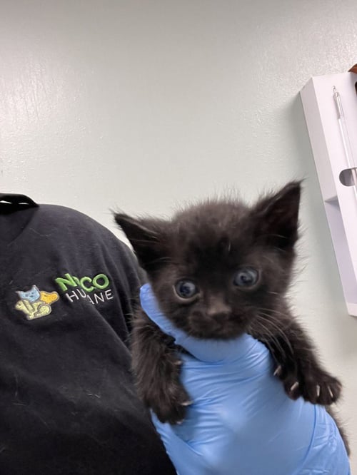 WOODSTOCK - Domestic Short Hair available for adoption