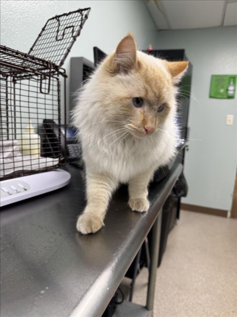 OLAF - Domestic Medium Hair available for adoption