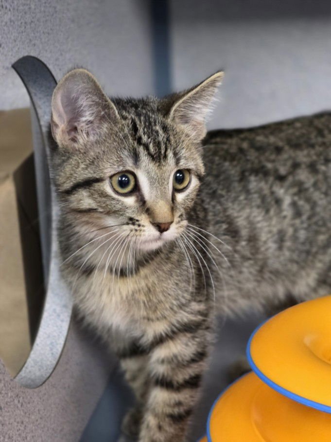 DASHER - Domestic Short Hair available for adoption