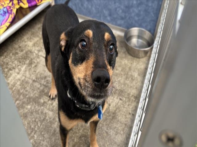 ENZO - Australian Cattle Dog/Blue Heeler available for adoption