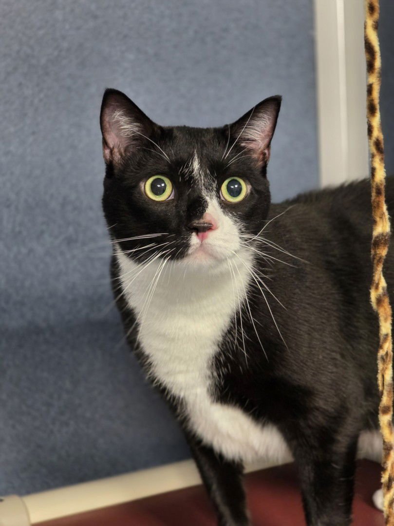 WIND - Domestic Short Hair available for adoption