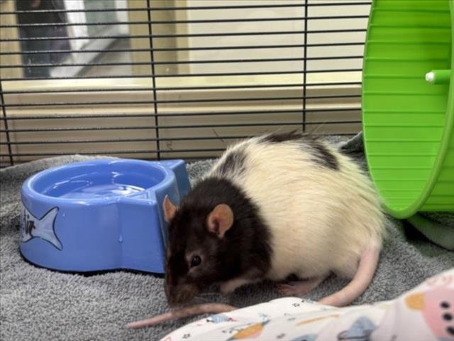 GAZPACHO - Rat available for adoption