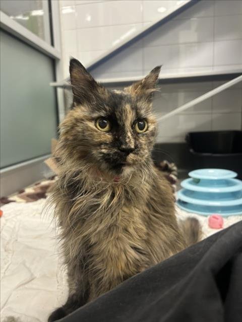 IDA - Domestic Long Hair available for adoption