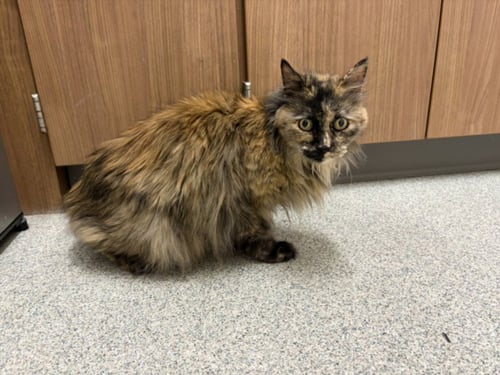 IDA - Domestic Long Hair available for adoption