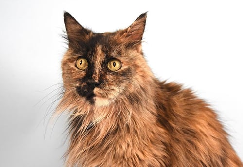 IDA - Domestic Long Hair available for adoption