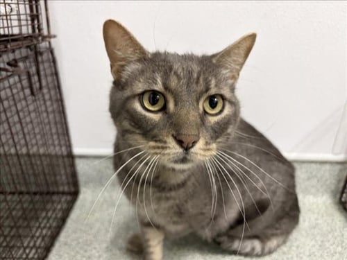 ROMEO - Domestic Short Hair available for adoption