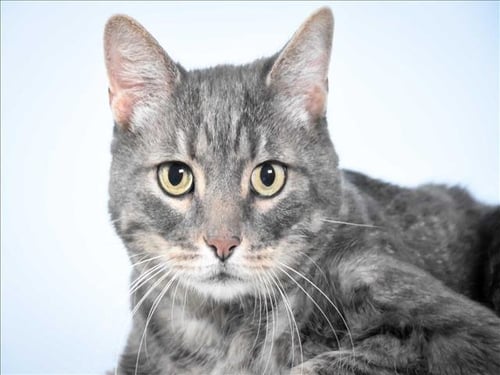 ROMEO - Domestic Short Hair for adoption in Fort Collins