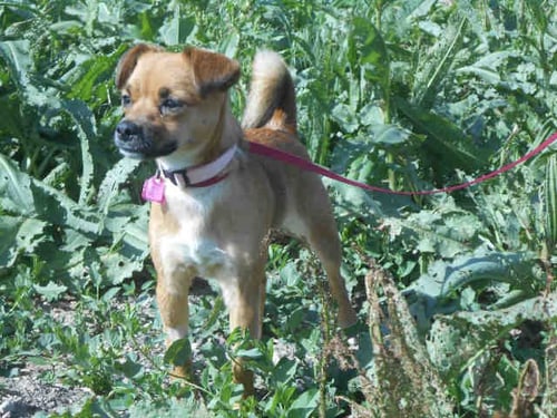 MEEKA - Pug / Beagle available for adoption