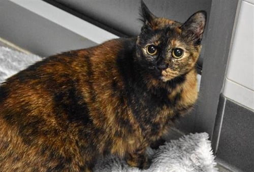 BELLA - Domestic Short Hair available for adoption