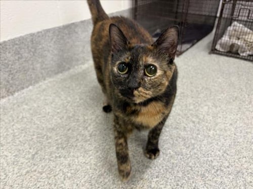 BELLA - Domestic Short Hair available for adoption
