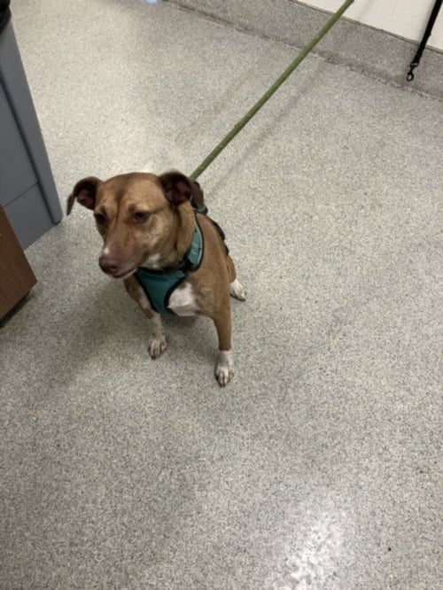 GLADYS - Basenji available for adoption