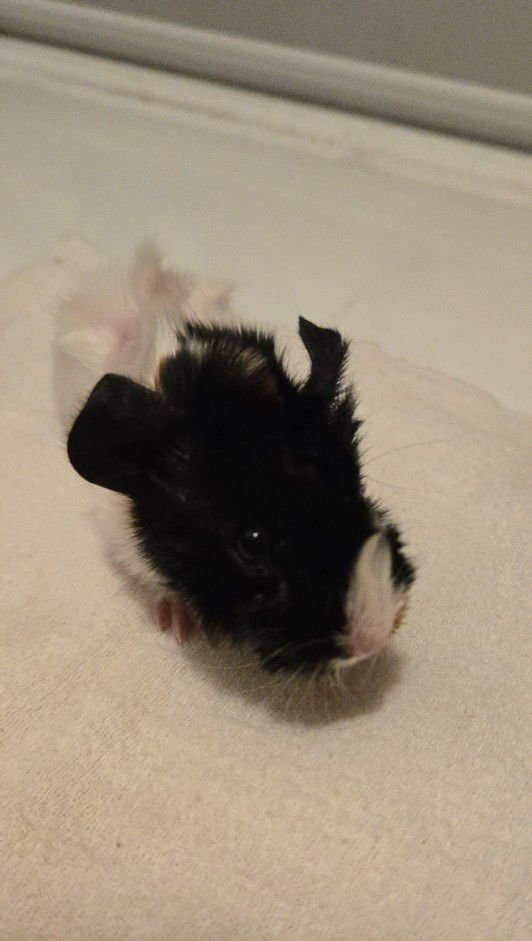 CREAM - Guinea Pig available for adoption