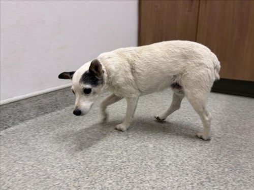 MAY BELL - Jack Russell Terrier (Parson Russell Terrier) available for adoption