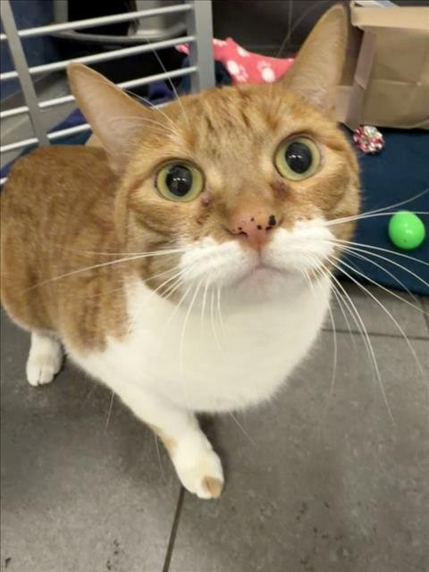 GABBANA - Domestic Short Hair available for adoption