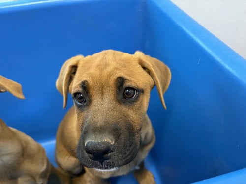 OYSTER - Black Mouth Cur for adoption in Fort Collins