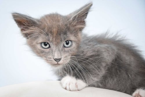 PETE - Domestic Short Hair available for adoption
