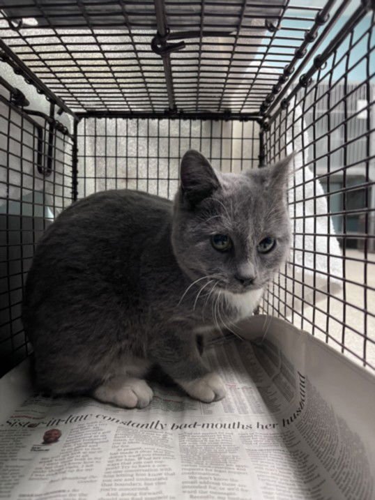 DONUT - Domestic Short Hair available for adoption