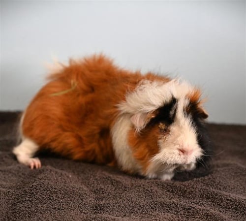 GENTLE - Guinea Pig available for adoption