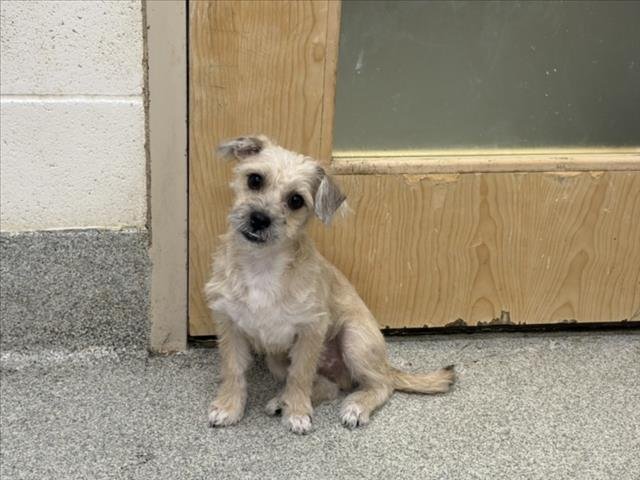 NICO - Border Terrier available for adoption