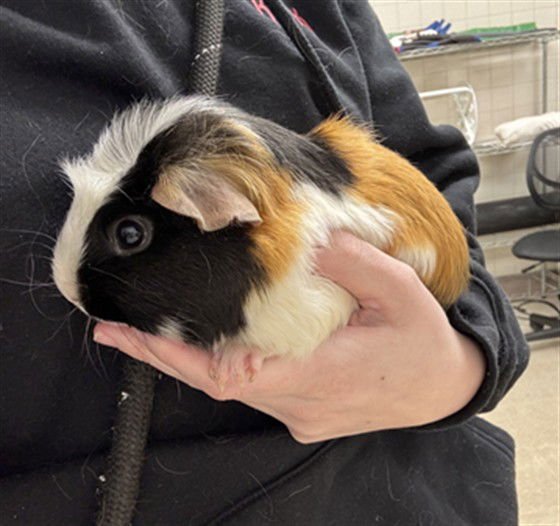 YIN - Guinea Pig available for adoption