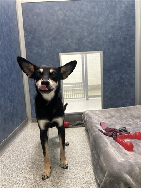 ANGEL - Miniature Pinscher available for adoption
