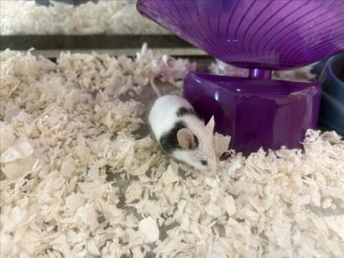 PANDA - Mouse available for adoption