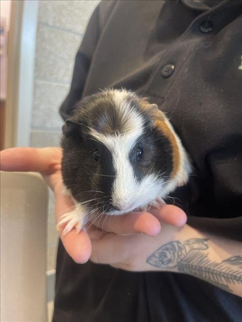BEATRICE - Guinea Pig available for adoption