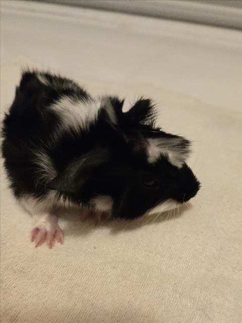 COOKIES - Guinea Pig available for adoption