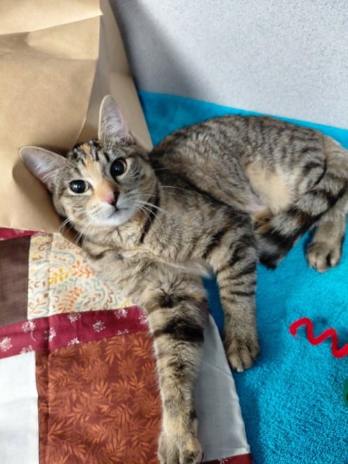 PHOEBE - Domestic Short Hair available for adoption