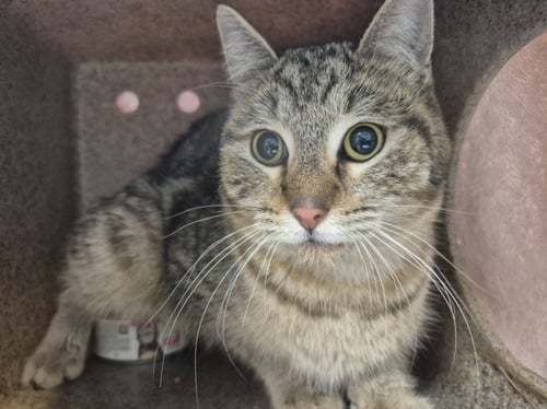 DUSTY - Domestic Short Hair available for adoption