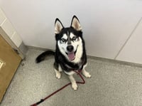 KODA - Photo 1