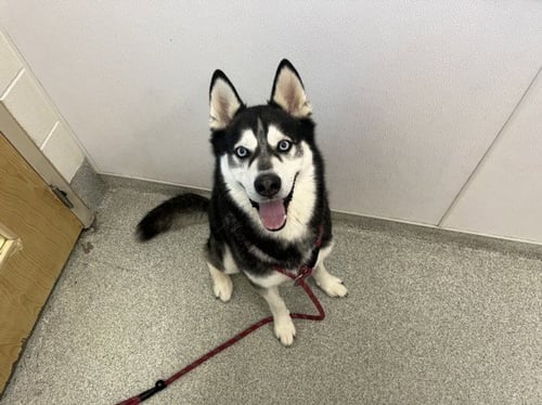 KODA - Siberian Husky available for adoption