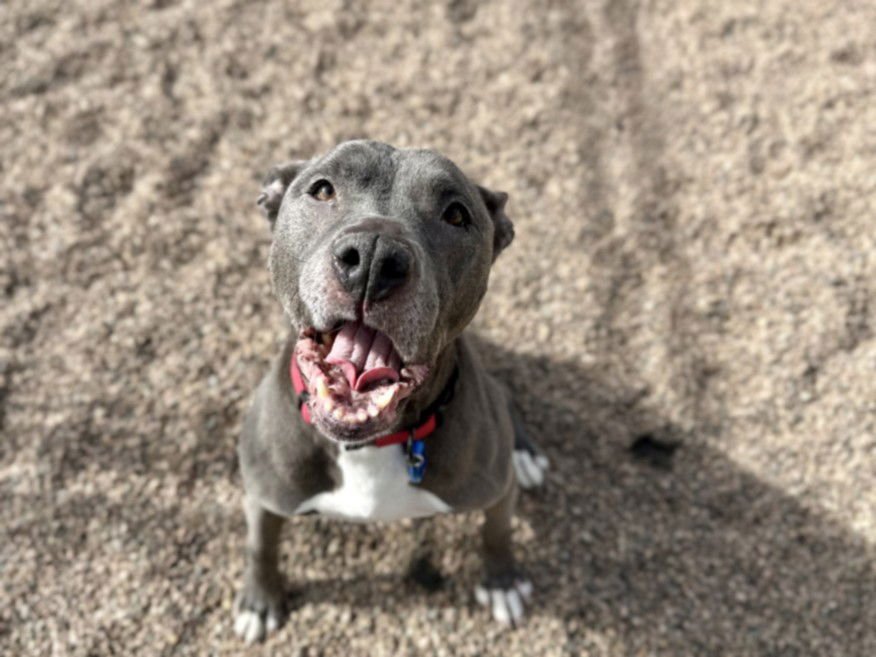 TASHA - Pit Bull Terrier available for adoption