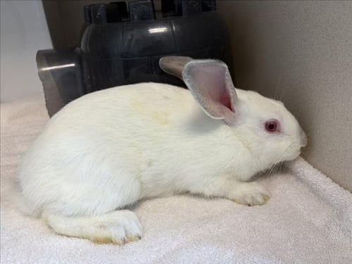 SCAMPER - Shorthaired Rabbit available for adoption