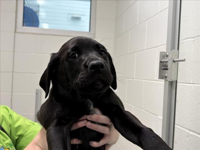 VALENTINO - Labrador Retriever / Great Dane available for adoption