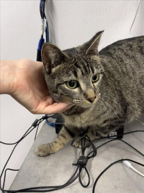 EULA - Domestic Short Hair available for adoption