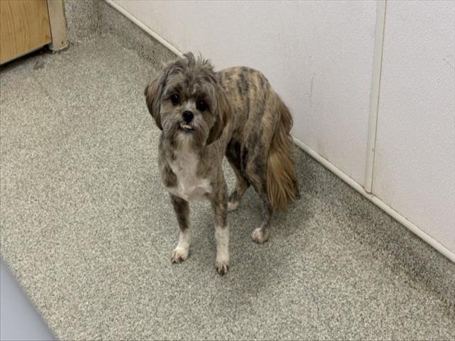 CHAI - Shih Tzu available for adoption