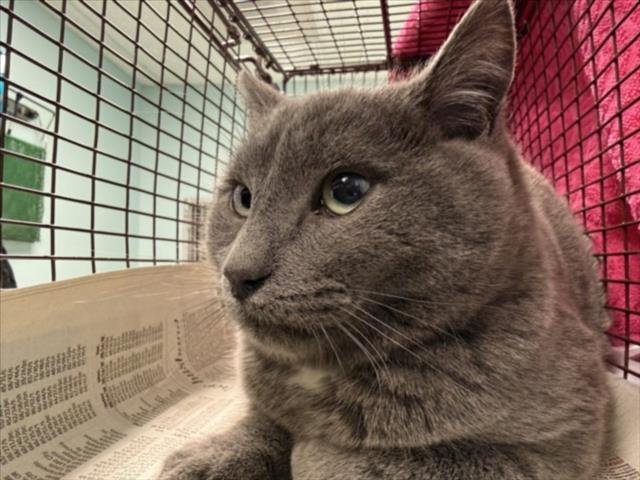 CHESTNUT - Domestic Short Hair available for adoption