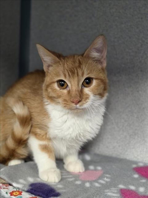 OZZY - Domestic Short Hair available for adoption