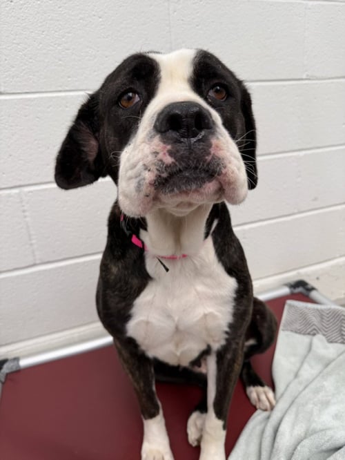 BONNIE - Cane Corso Mastiff available for adoption