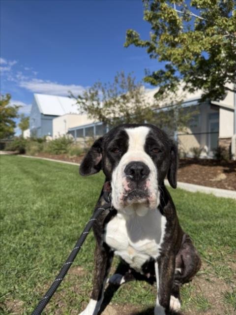 BONNIE - Cane Corso Mastiff available for adoption