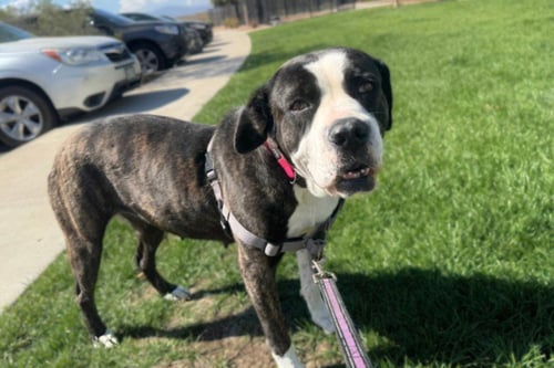 BONNIE - Cane Corso Mastiff available for adoption